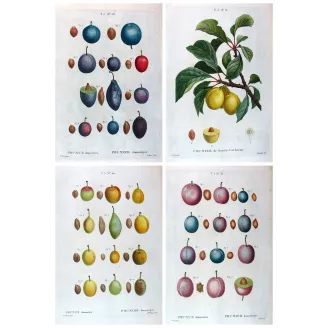 Four original hand-colored engravings of Prunus domestica by Pancrace Bessa, early 19th century botanical portfolio.