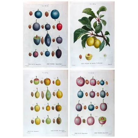 Four original hand-colored engravings of Prunus domestica by Pancrace Bessa, early 19th century botanical portfolio.