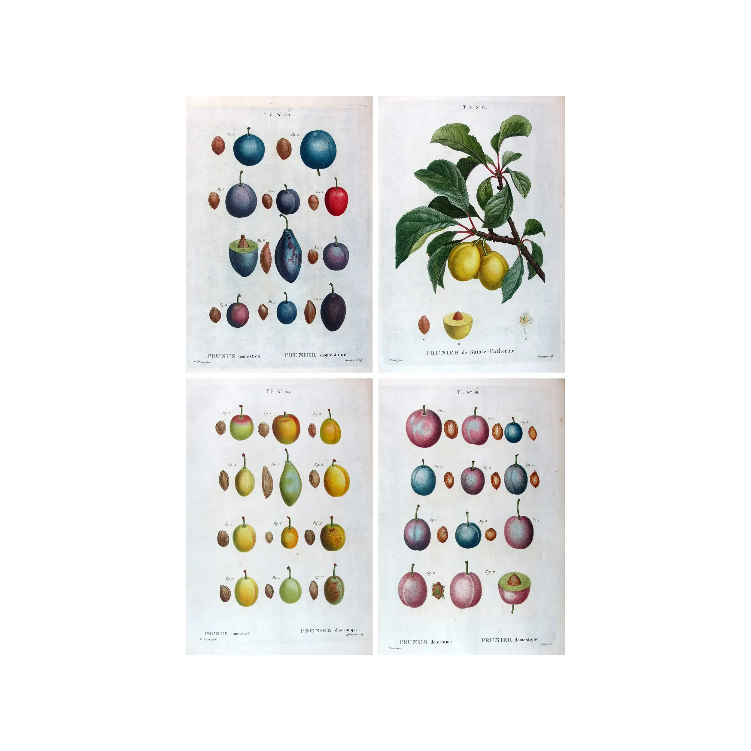 Four original hand-colored engravings of Prunus domestica by Pancrace Bessa, early 19th century botanical portfolio.