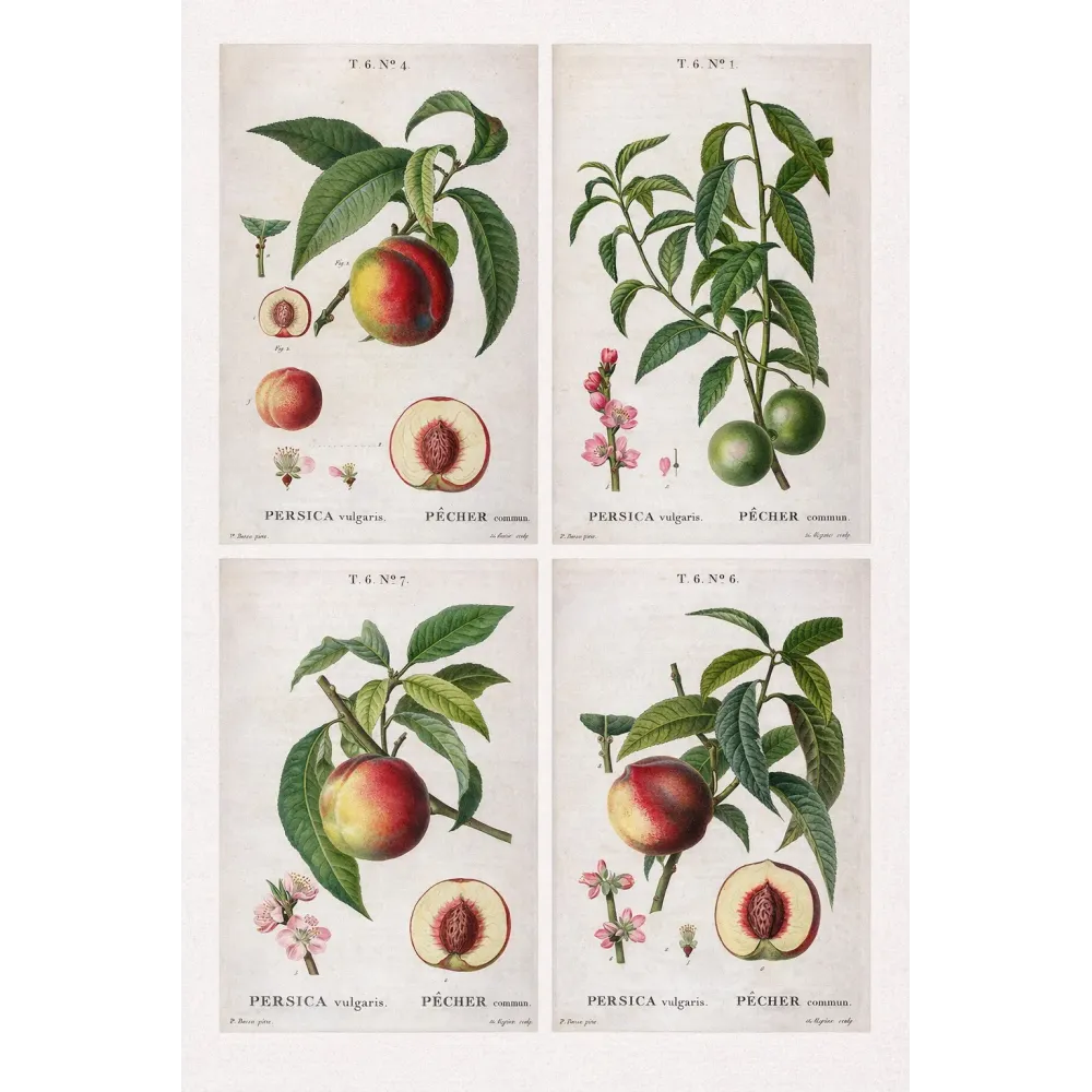Quadriptych of four original Persica vulgaris engravings by Pancrace Bessa, early 19th-century botanical prints