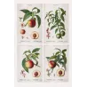 Quadriptych of four original Persica vulgaris engravings by Pancrace Bessa, early 19th-century botanical prints