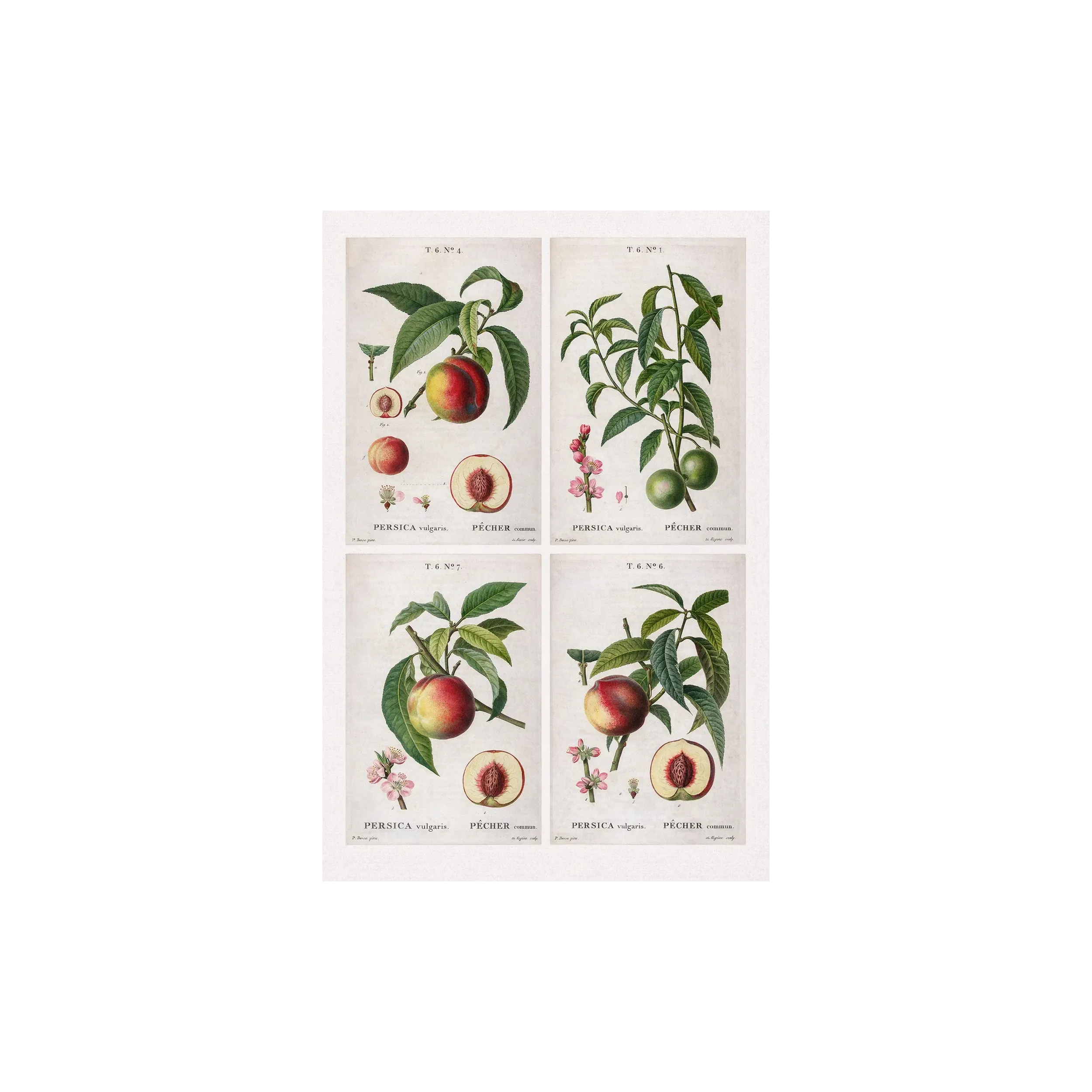 Quadriptych of four original Persica vulgaris engravings by Pancrace Bessa, early 19th-century botanical prints