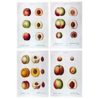 Quadriptych of four original Persica vulgaris engravings by Pancrace Bessa, early 19th-century botanical prints