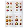 Four original peach varieties (Persica vulgaris), hand-colored engravings by Pancrace Bessa.
