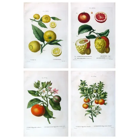 Four original citrus varieties, hand-colored engravings by Pancrace Bessa, early 19th century botanical quadriptych