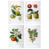 Four original citrus varieties, hand-colored engravings by Pancrace Bessa, early 19th century botanical quadriptych
