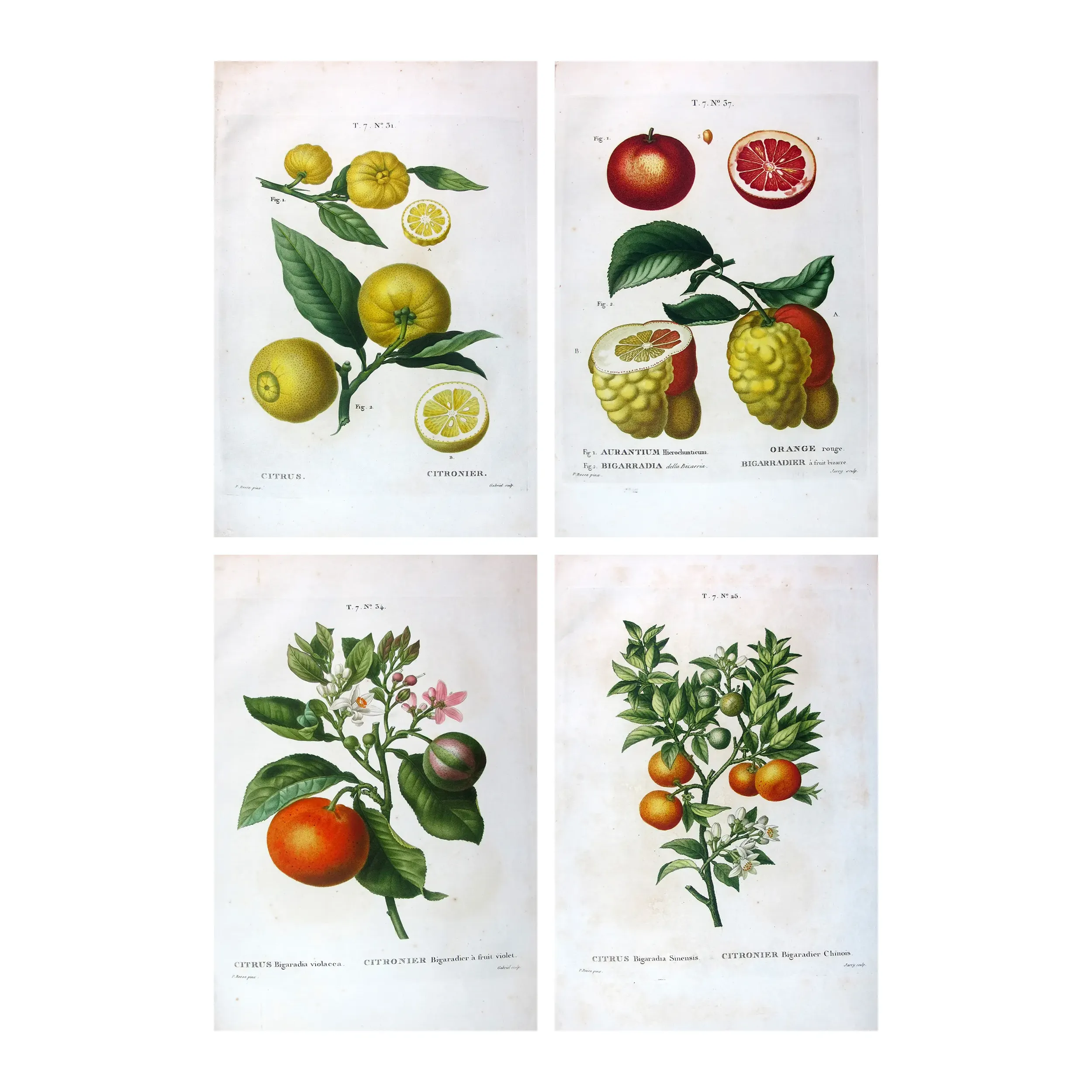 Four original citrus varieties, hand-colored engravings by Pancrace Bessa, early 19th century botanical quadriptych