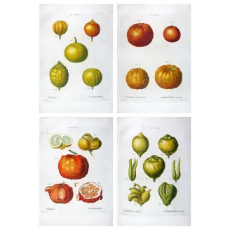 Four original citrus varieties, hand-colored engravings by Pancrace Bessa, early 19th century botanical quadriptych