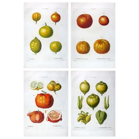 Four rare citrus varieties, original hand-colored engravings by Pancrace Bessa