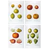 Four rare citrus varieties, original hand-colored engravings by Pancrace Bessa