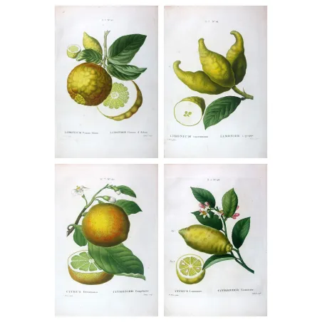 Four rare lemon varieties, original hand-colored engravings by Pancrace Bessa, early 19th century botanical