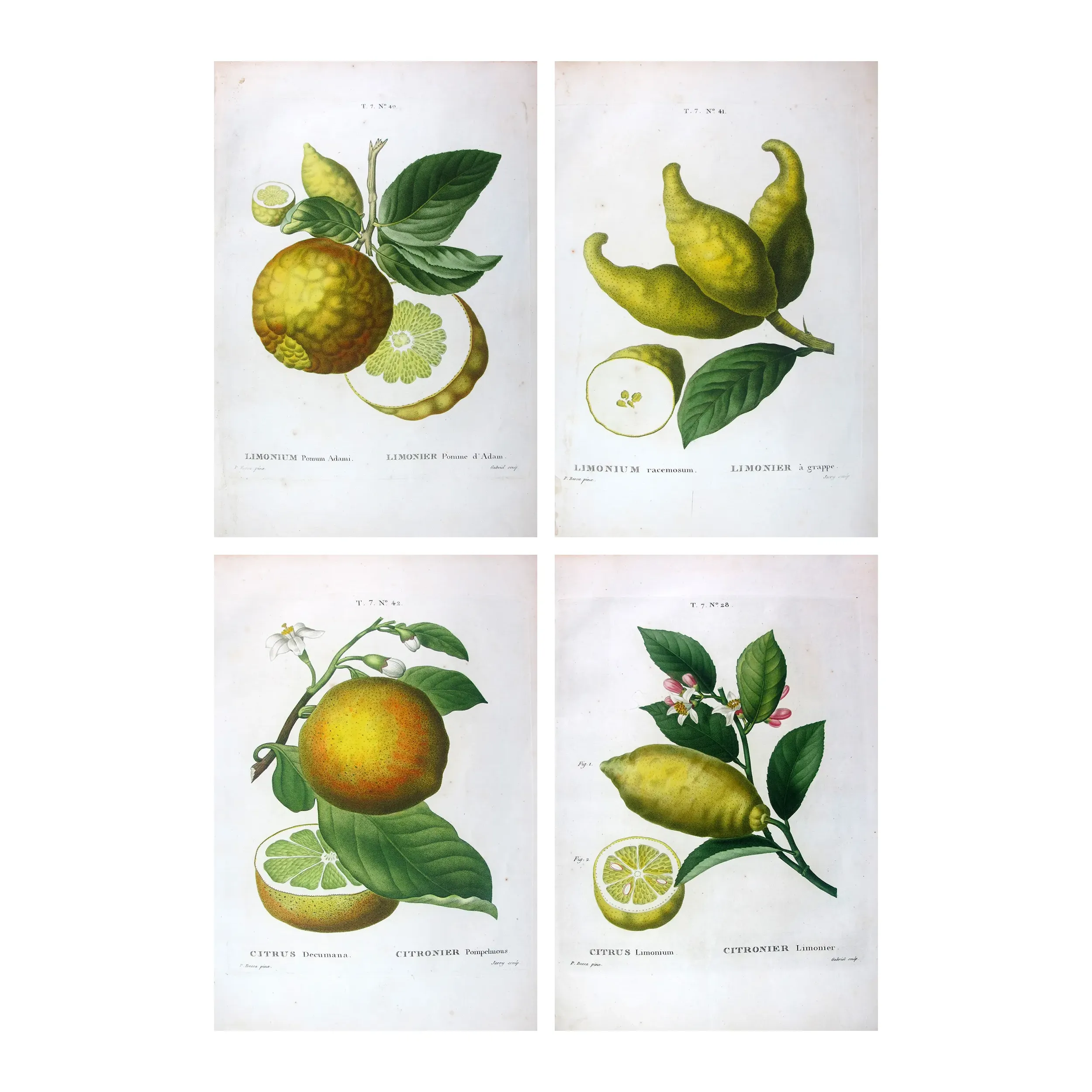 Four rare lemon varieties, original hand-colored engravings by Pancrace Bessa, early 19th century botanical