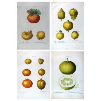Four rare lemon varieties, original hand-colored engravings by Pancrace Bessa, early 19th century botanical