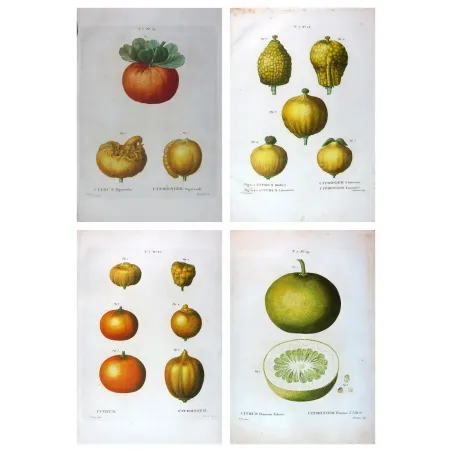 Four antique citrus varieties (Citrus bigarradia, Citrus medica, Citrus pomum adami), hand-colored engravings by Pancrace Bessa