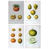 Four antique citrus varieties (Citrus bigarradia, Citrus medica, Citrus pomum adami), hand-colored engravings by Pancrace Bessa