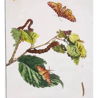 Antique Entomology Print – Jacob L’Admiral – Peppered Moth