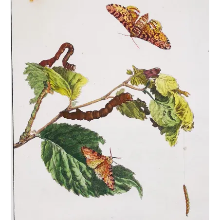 Antique Entomology Print – Jacob L’Admiral – Peppered Moth