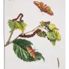 Peppered Moth (*Biston Betularia*) on Birch (*Betula*) Hand-colored engraving by Jacob L'Admiral (1774)