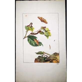 Antique Entomology Print – Jacob L’Admiral – Peppered Moth