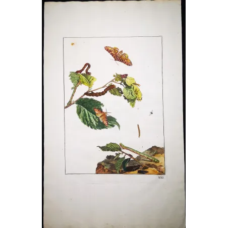 Antique Entomology Print – Jacob L’Admiral – Peppered Moth