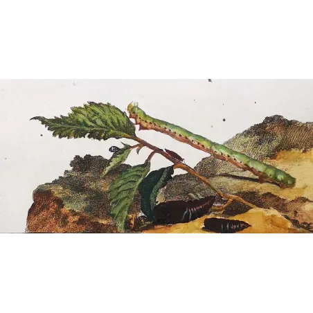 Antique Entomology Print – Jacob L’Admiral – Peppered Moth