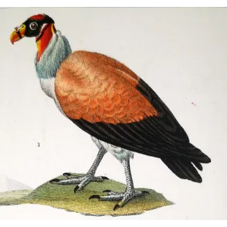 King Vulture – Prêtre Antique Hand-Colored Engraving