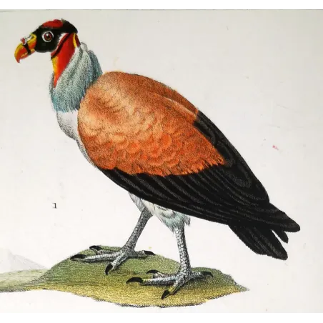 King Vulture – Prêtre Antique Hand-Colored Engraving