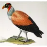 King Vulture & Brown Vulture (Sarcoramphus papa & Gyps sp.) – Original Hand-Colored Engraving by Prêtre, Antique Print
