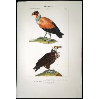 King Vulture – Prêtre Antique Hand-Colored Engraving
