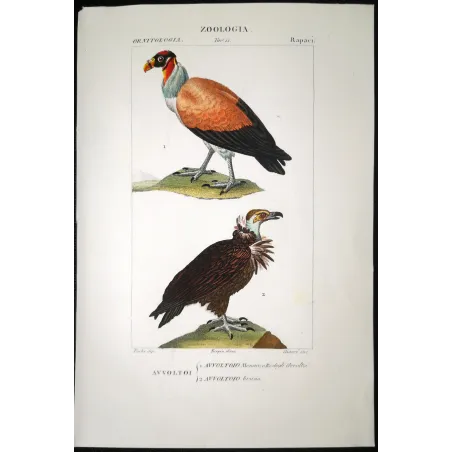 King Vulture – Prêtre Antique Hand-Colored Engraving