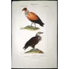 King Vulture & Brown Vulture (Sarcoramphus papa & Gyps sp.) – Original Hand-Colored Engraving by Prêtre, Antique Print