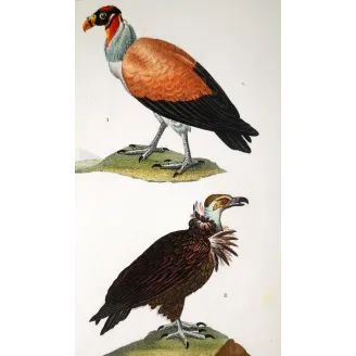 King Vulture – Prêtre Antique Hand-Colored Engraving