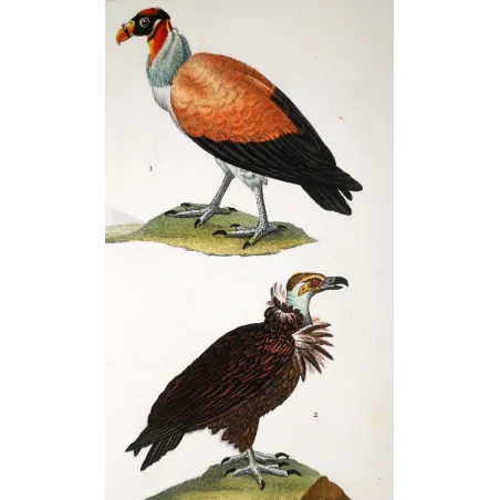 King Vulture – Prêtre Antique Hand-Colored Engraving