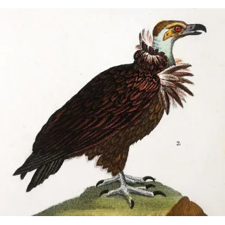 King Vulture – Prêtre Antique Hand-Colored Engraving