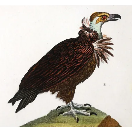 King Vulture – Prêtre Antique Hand-Colored Engraving
