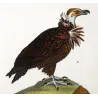 King Vulture & Brown Vulture (Sarcoramphus papa & Gyps sp.) – Original Hand-Colored Engraving by Prêtre, Antique Print