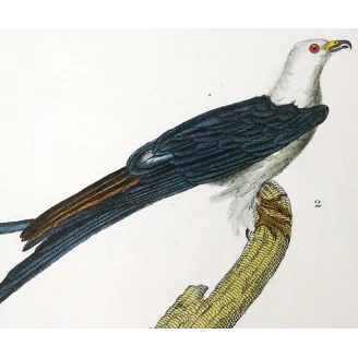 Parasitic Kite – Prêtre Antique Hand-Colored Engraving