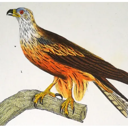 Parasitic Kite – Prêtre Antique Hand-Colored Engraving