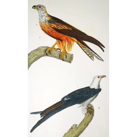 Parasitic Kite – Prêtre Antique Hand-Colored Engraving