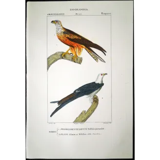 Parasitic Kite – Prêtre Antique Hand-Colored Engraving