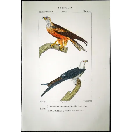 Parasitic Kite – Prêtre Antique Hand-Colored Engraving
