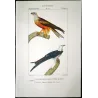 Parasitic Kite & Elanus (Milvus sp. & Elanus sp.) – Original Hand-Colored Engraving by Prêtre, Antique Print