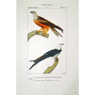Parasitic Kite – Prêtre Antique Hand-Colored Engraving