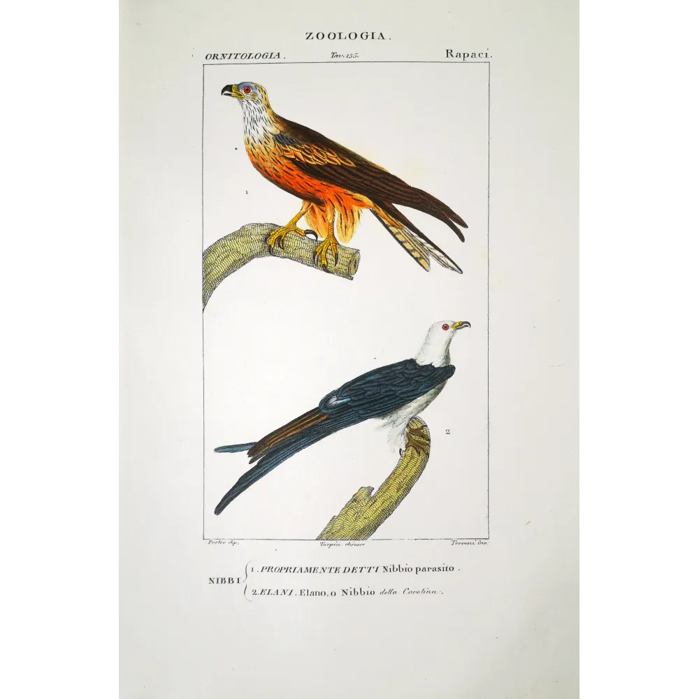Parasitic Kite – Prêtre Antique Hand-Colored Engraving