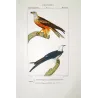 Parasitic Kite & Elanus (Milvus sp. & Elanus sp.) – Original Hand-Colored Engraving by Prêtre, Antique Print