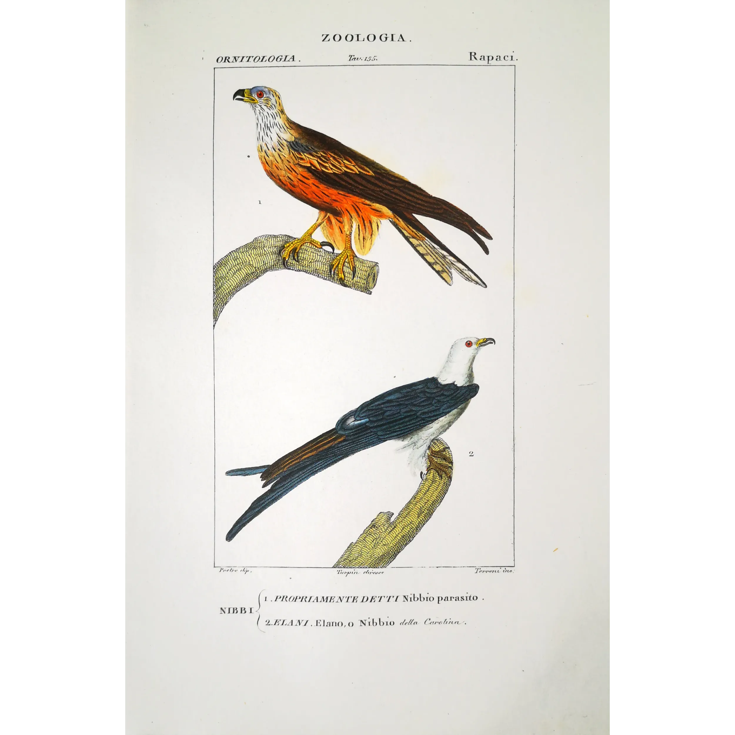 Parasitic Kite – Prêtre Antique Hand-Colored Engraving
