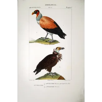 King Vulture – Prêtre Antique Hand-Colored Engraving