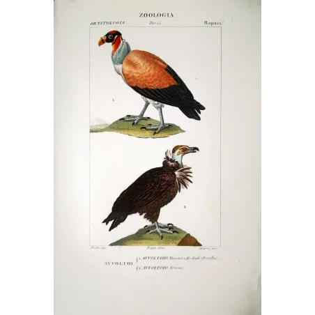 King Vulture – Prêtre Antique Hand-Colored Engraving