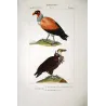 King Vulture & Brown Vulture (Sarcoramphus papa & Gyps sp.) – Original Hand-Colored Engraving by Prêtre, Antique Print