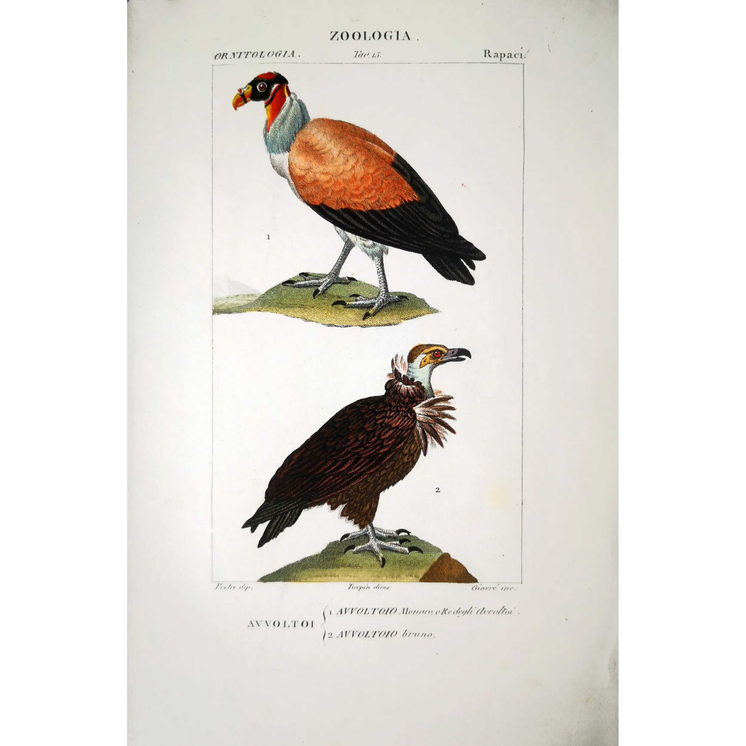 King Vulture – Prêtre Antique Hand-Colored Engraving